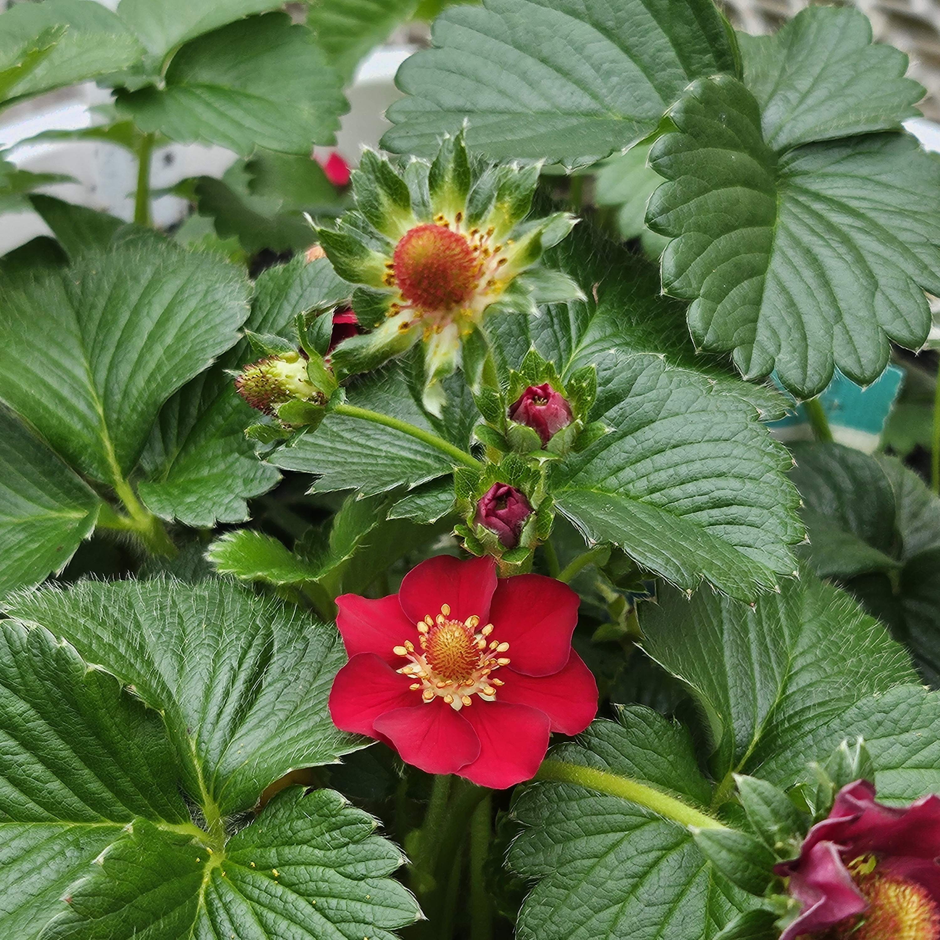 Fragaria x ananassa Berri Basket 'Mix' - Strawberry from Hillcrest Nursery