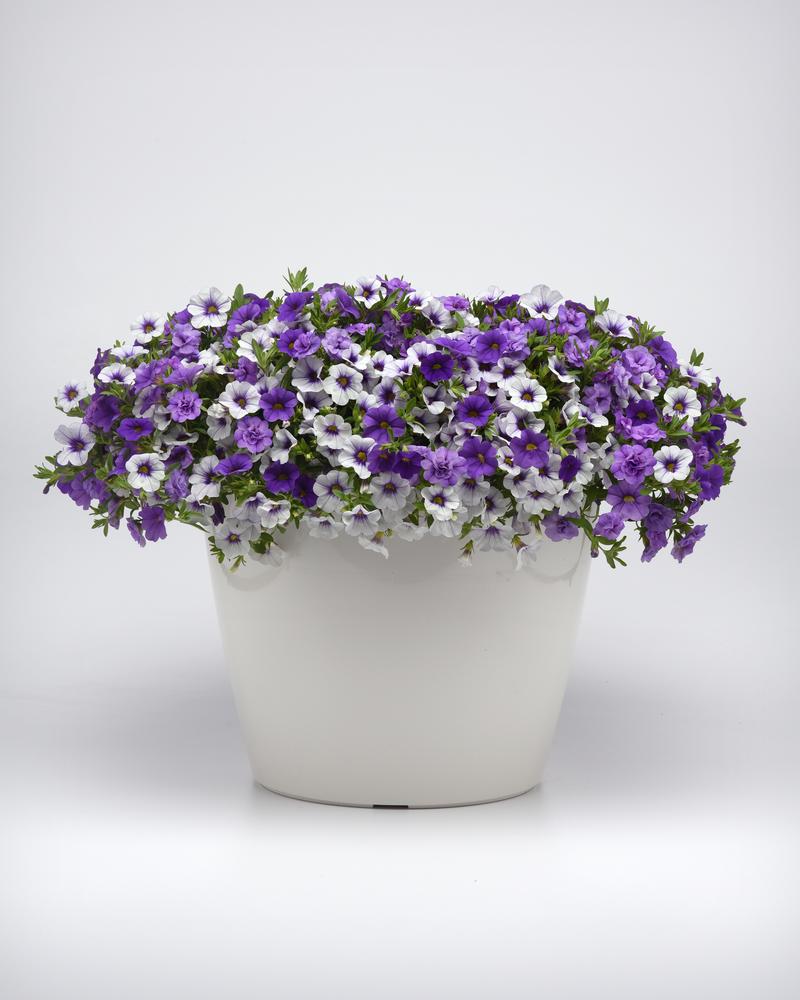 Combo Pot Trixi 'Break the Ice' - Combo - Image courtesy of Ball Horticultural Company