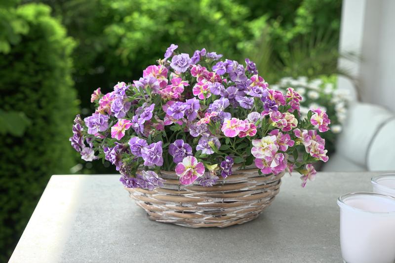 Combo Pot Trixi Mini Famous 'Funtopia' - Combo - Image courtesy of Ball Horticultural Company