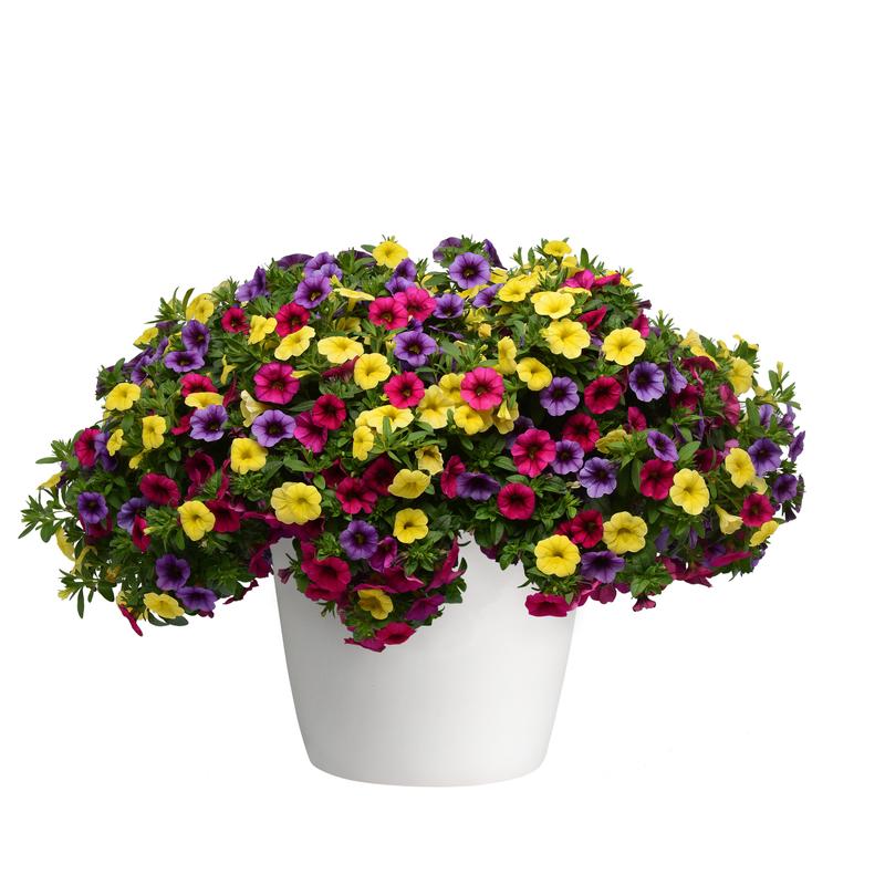 Combo Pot Trixi Mini Famous Neo 'Gold and Bold' - Combo - Image courtesy of Ball Horticultural Company