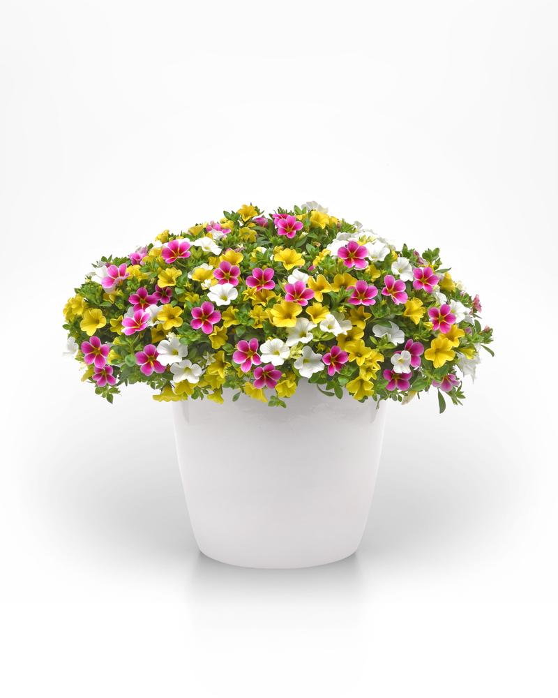 Combo Pot Trixi Mini Famous Uno 'Savoring Starfruit' - Combo - Image courtesy of Ball Horticultural Company