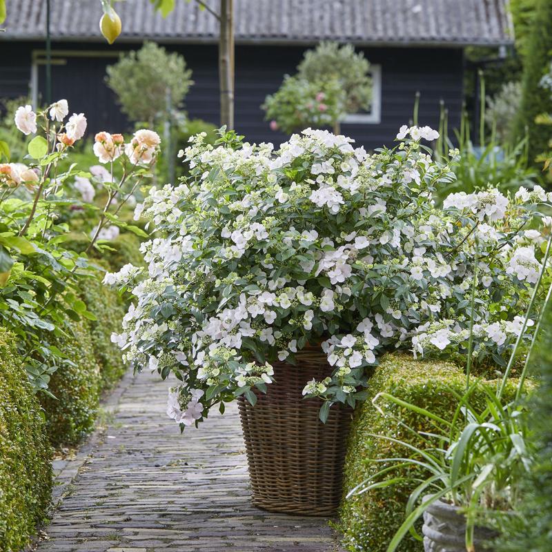Hydrangea x hybrida Fairytrail 'Bride' - Image courtesy of Ball Horticultural Company