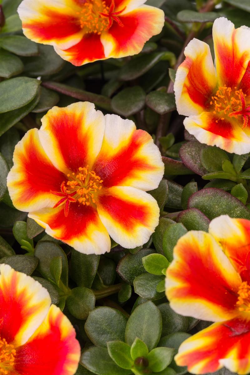 Portulaca oleracea Sea Glass 'Mango Mojito' - Image courtesy of Ball Horticultural Company