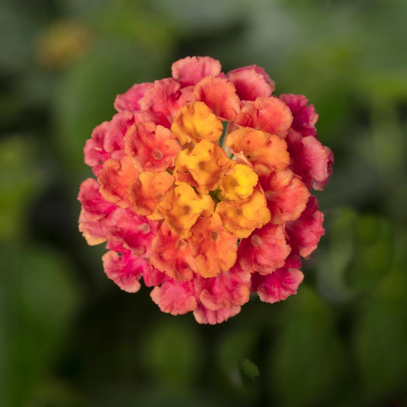 Lantana camara Bandana 'Rose' - Image courtesy of Ball Horticultural Company