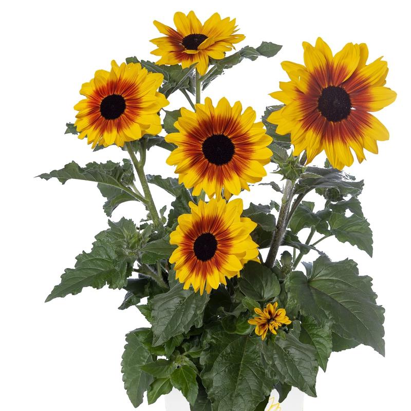 Helianthus annuus Sunfinity 'Yellow/Red Bicolor' - Sunflower from Hillcrest Nursery