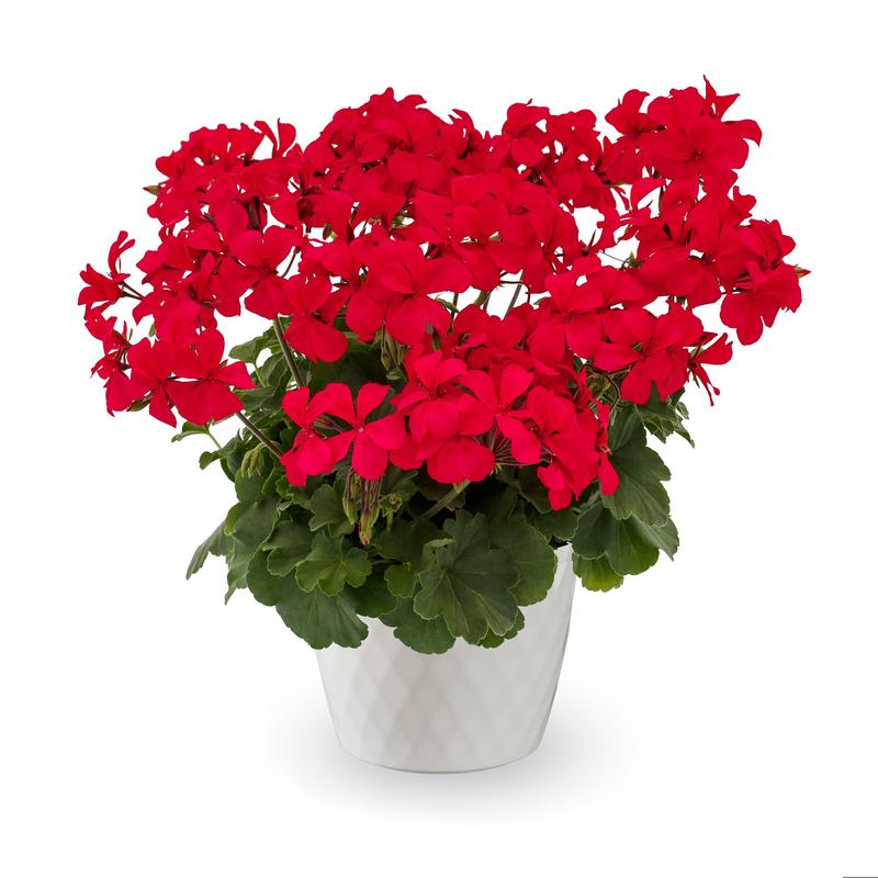 Pelargonium interspecific Caliente 'Hot Pink' - Geranium - Image courtesy of Ball Horticultural Company
