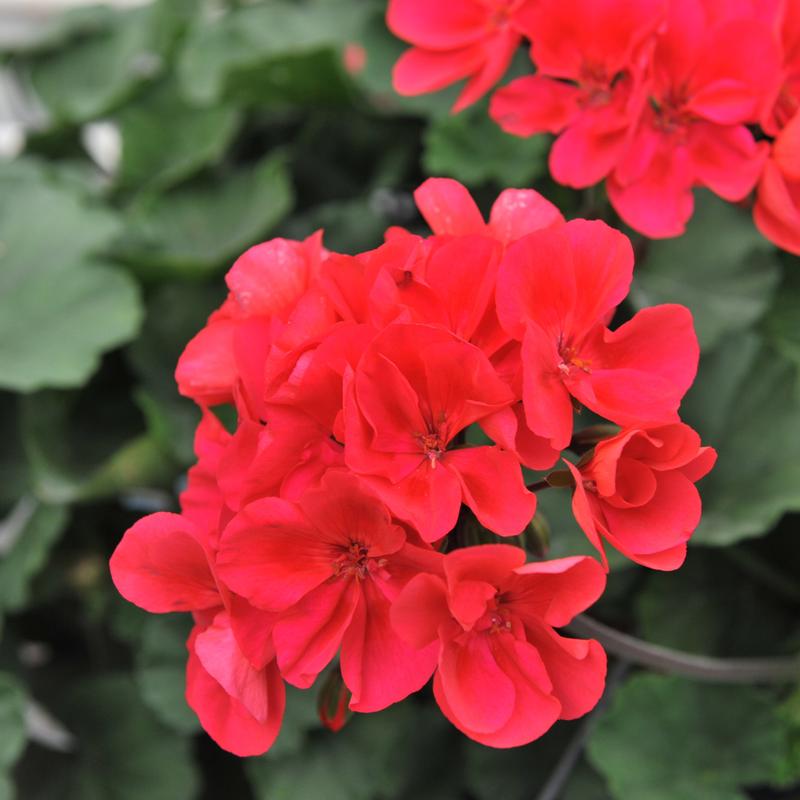 Pelargonium interspecific Sarita 'Punch' - Geranium from Hillcrest Nursery