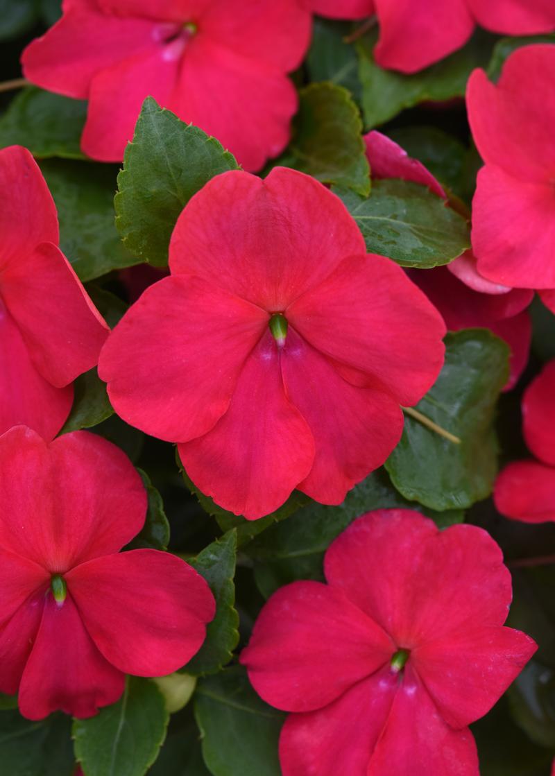 Impatiens walleriana Beacon 'Lipstick' - Image courtesy of Ball Horticultural Company