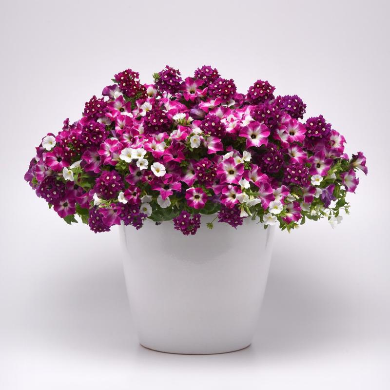 Combo Pot Trixi 'Enchanted Evening' - Combo - Trixi from Hillcrest Nursery