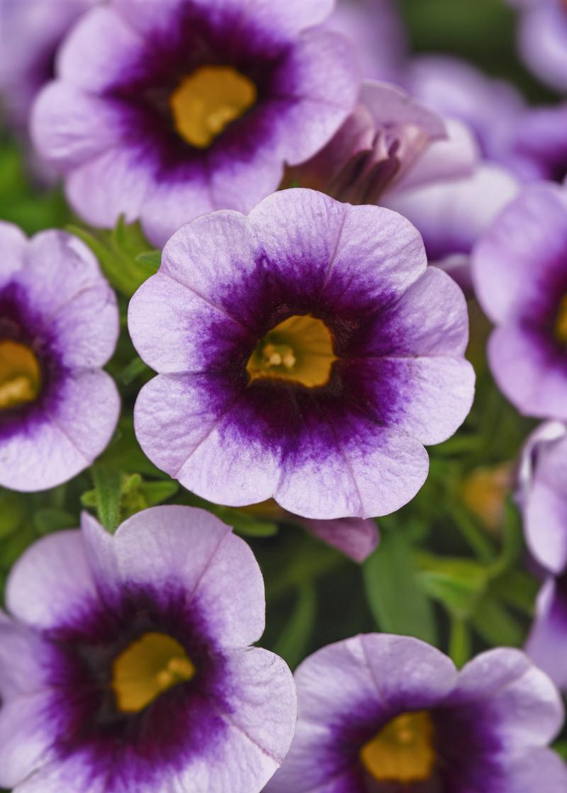 Calibrachoa Cabaret 'Lavender Kiss' - Image courtesy of Ball Horticultural Company