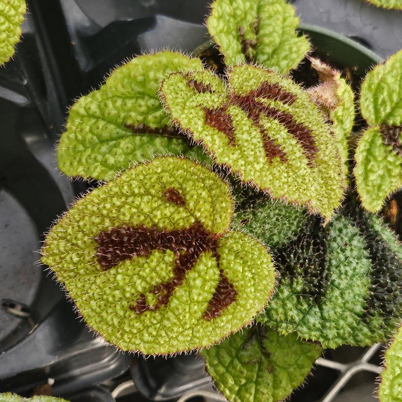 Begonia masoniana 'Iron Cross' - Begonia from Hillcrest Nursery