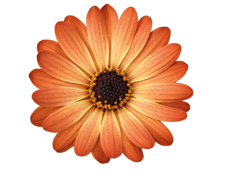 Photo courtesy of PAC Elsner / Westhoff - www.pac-elsner.com / www.westflowers.de