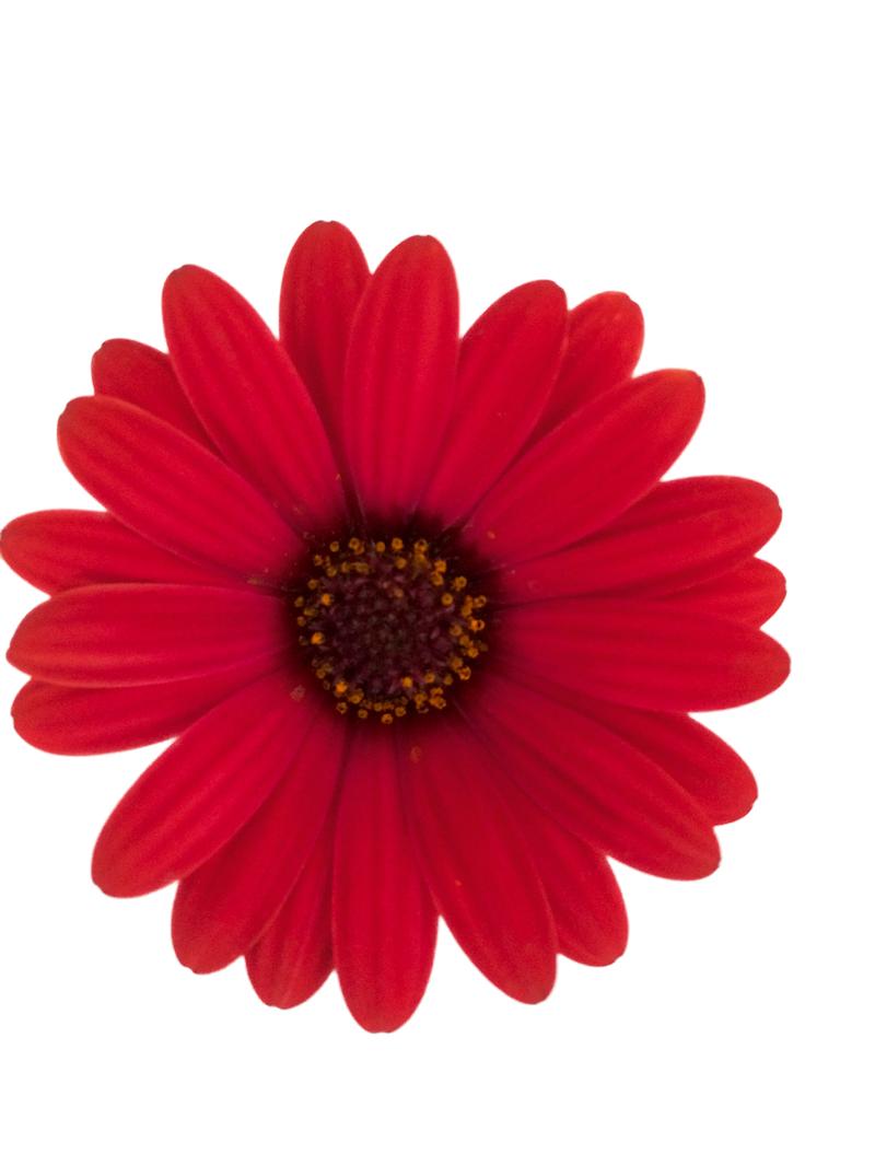 Photo courtesy of PAC Elsner / Westhoff - www.pac-elsner.com / www.westflowers.de