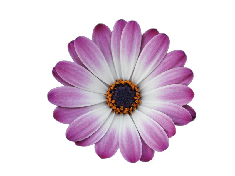 Photo courtesy of PAC Elsner / Westhoff - www.pac-elsner.com / www.westflowers.de