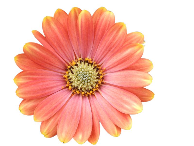 Photo courtesy of PAC Elsner / Westhoff - www.pac-elsner.com / www.westflowers.de