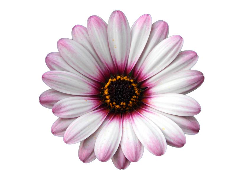 Photo courtesy of PAC Elsner / Westhoff - www.pac-elsner.com / www.westflowers.de