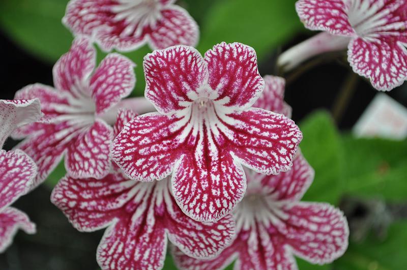 Streptocarpus Ladyslippers 'Cherry Ice' - Image courtesy of Ball Horticultural Company