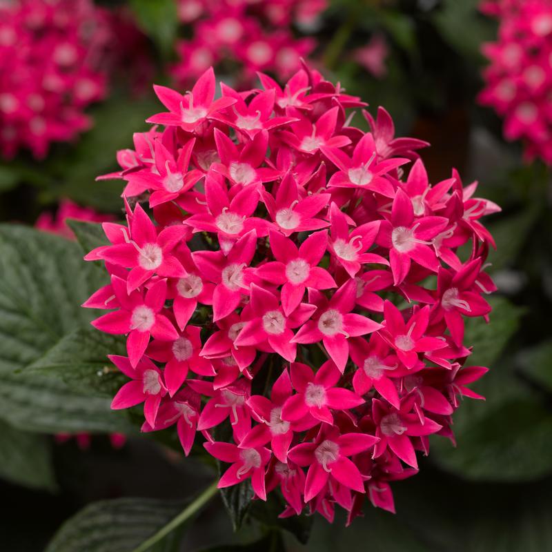 Pentas lanceolata Starcluster 'Rose' - Image courtesy of Ball Horticultural Company