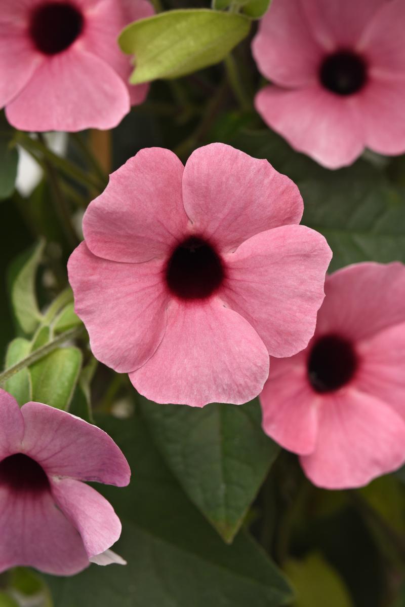 Thunbergia alata Sunny 'Rose Sensation (w/trellis)' - Image courtesy of Ball Horticultural Company