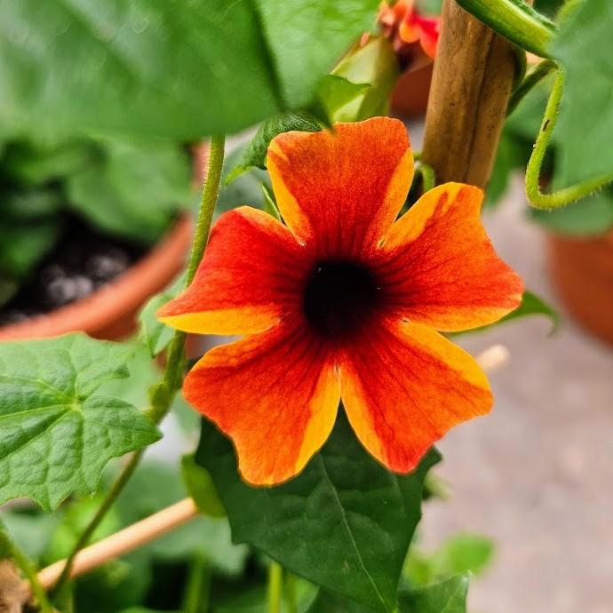 Thunbergia alata Sunny Suzy 'Amber Stripe (w/trellis)' - Thunbergia from Hillcrest Nursery