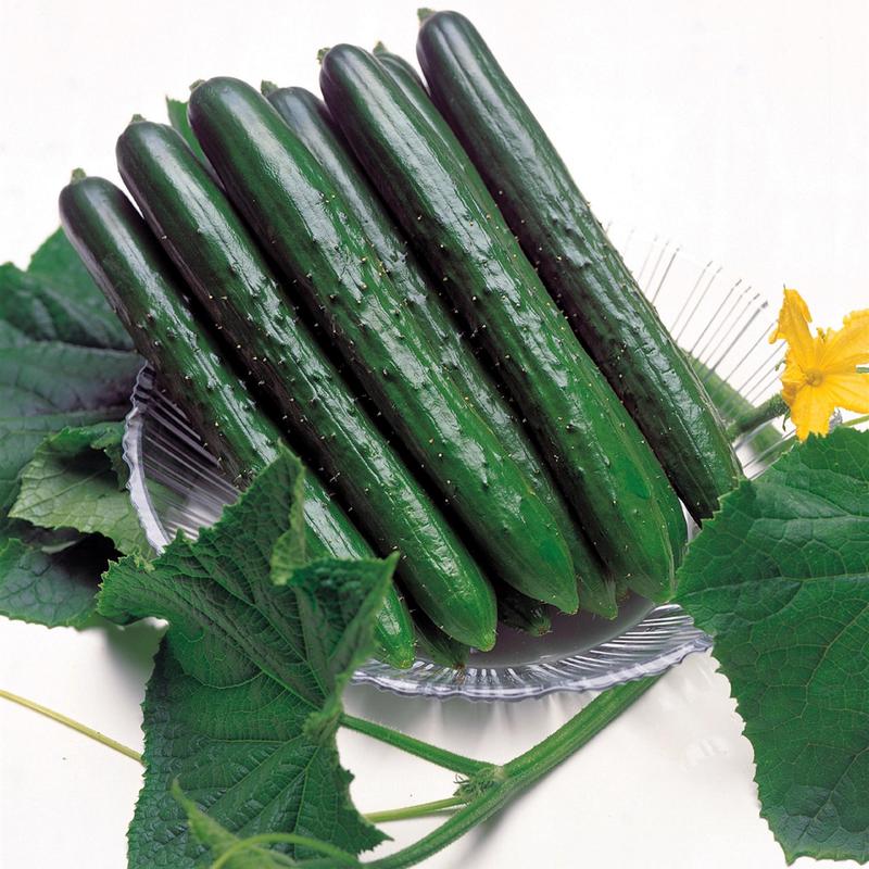 Cucumis Japanese Burpless 'Summer Top' - Cucumber from Hillcrest Nursery