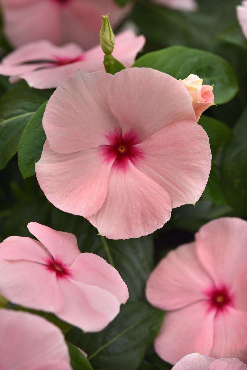 Catharanthus COPY roseus Titan-ium 'Apricot' - Image courtesy of Ball Horticultural Company
