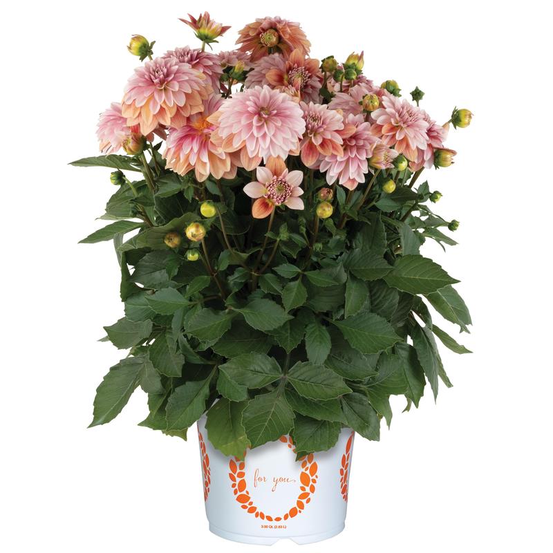 Dahlia Hypnotica 'Vintage' - Image courtesy of Ball Horticultural Company