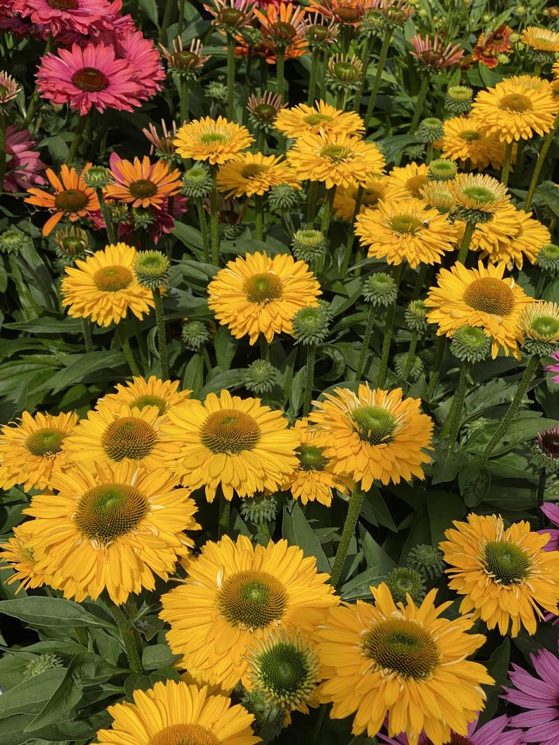 Echinacea SunSeekers 'Golden Sun' - Image courtesy of Ball Horticultural Company