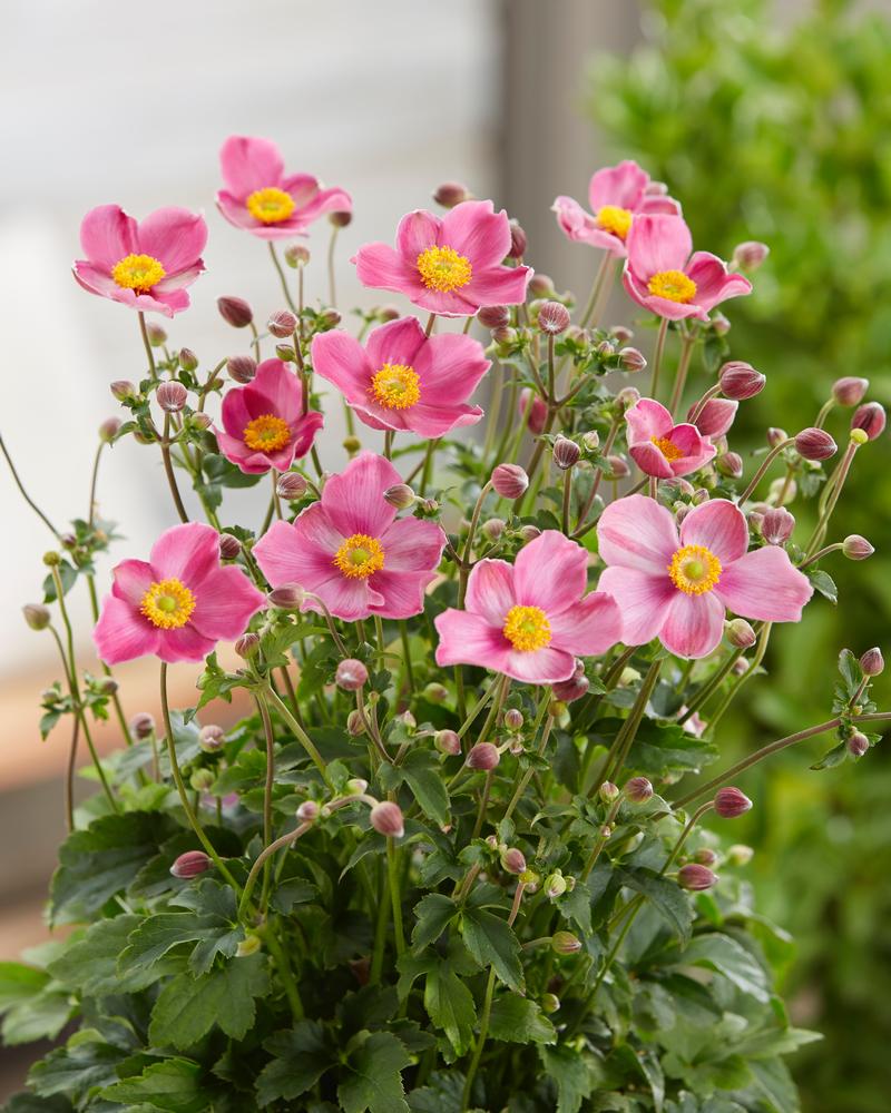 Anemone Fantasy 'Jasmine' - Image courtesy of Plants Nouveau