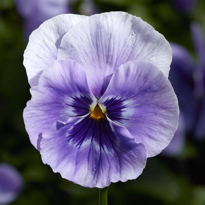 Viola wittrockiana Colossus 'Marina' - Image courtesy of Syngenta Flowers