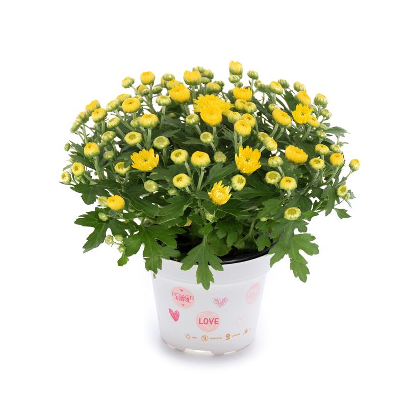 Chrysanthemum Soulsister 'Yellow' - Image courtesy of Ball Horticultural Company