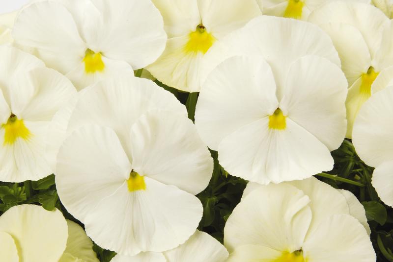 Viola wittrockiana Matrix 'Primrose' - Image courtesy of Ball Horticultural Company