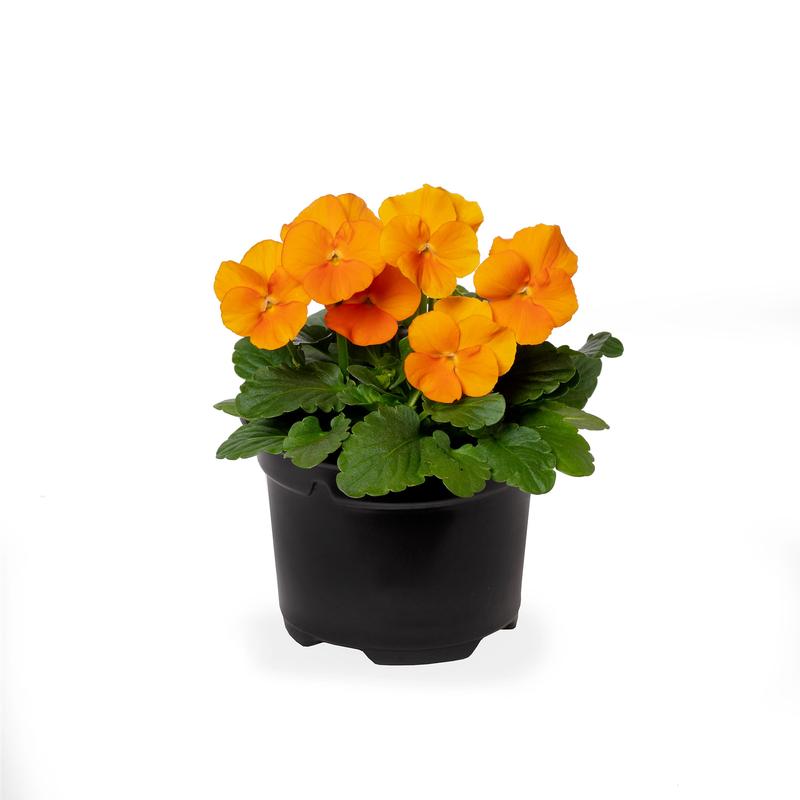 Viola cornuta Penny Pro 'Orange' - Image courtesy of Ball Horticultural Company