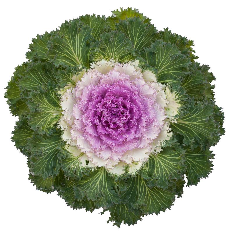 Brassica oleracea Bright and Early 'Bicolor' - Image courtesy of Syngenta Flowers