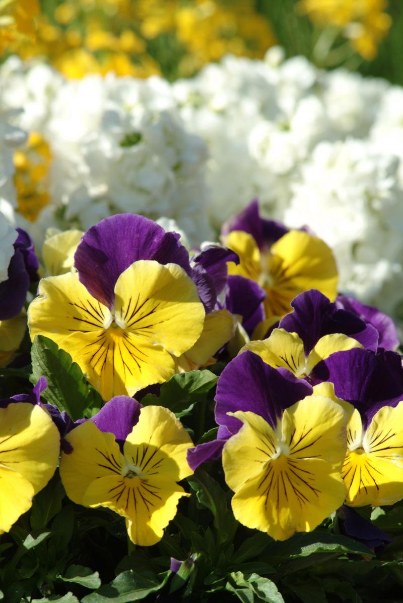 Viola wittrockiana Matrix 'Morpheus' - Image courtesy of Ball Horticultural Company
