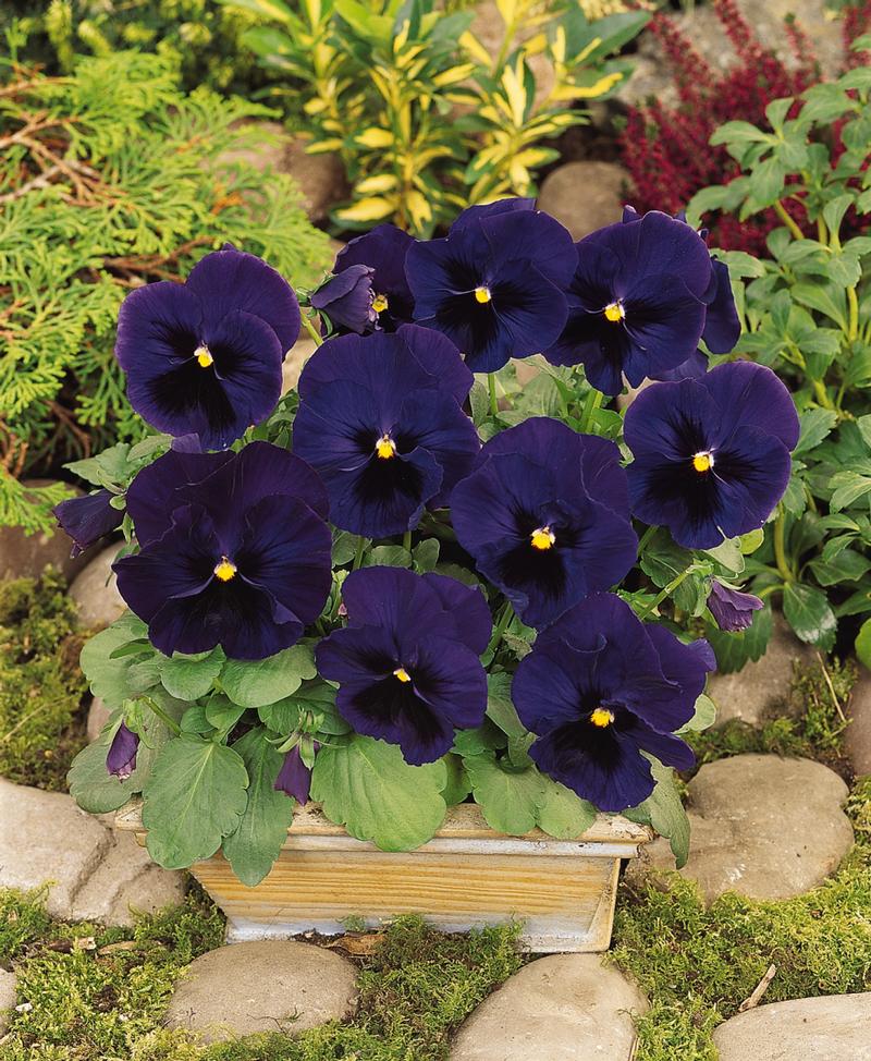 Viola wittrockiana Matrix 'Blue Blotch' - Image courtesy of Ball Horticultural Company