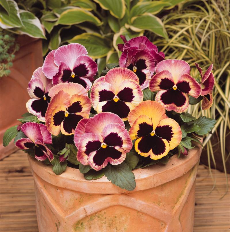 Viola wittrockiana Matrix 'Sunrise' - Image courtesy of Ball Horticultural Company