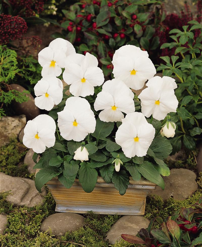 Viola wittrockiana Matrix 'White' - Image courtesy of Ball Horticultural Company
