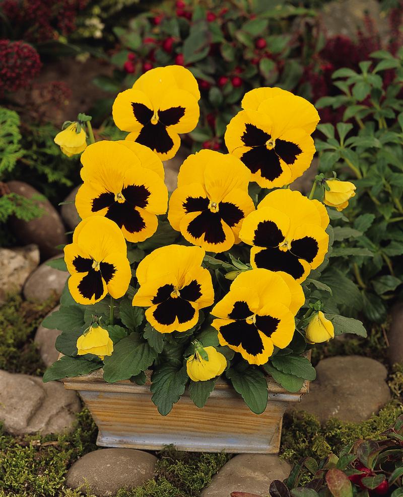 Viola wittrockiana Matrix 'Yellow Blotch' - Image courtesy of Ball Horticultural Company