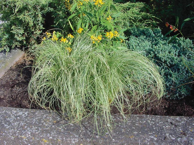 Grass: Carex comans 'Amazon Mist' - Image courtesy of Ball Horticultural Company