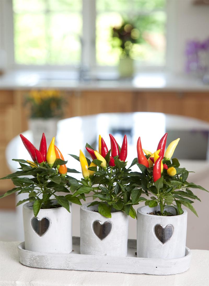 Capsicum annuum Ornamental 'Joker' - Image courtesy of Ball Horticultural Company