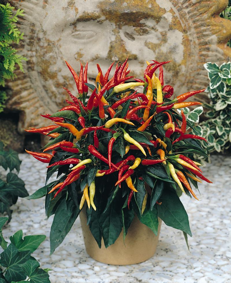 Capsicum annuum Ornamental 'Joker' - Image courtesy of Ball Horticultural Company