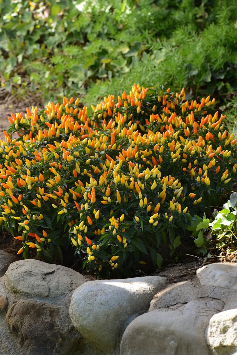 Capsicum annuum Ornamental 'Sedona Sun' - Image courtesy of Ball Horticultural Company