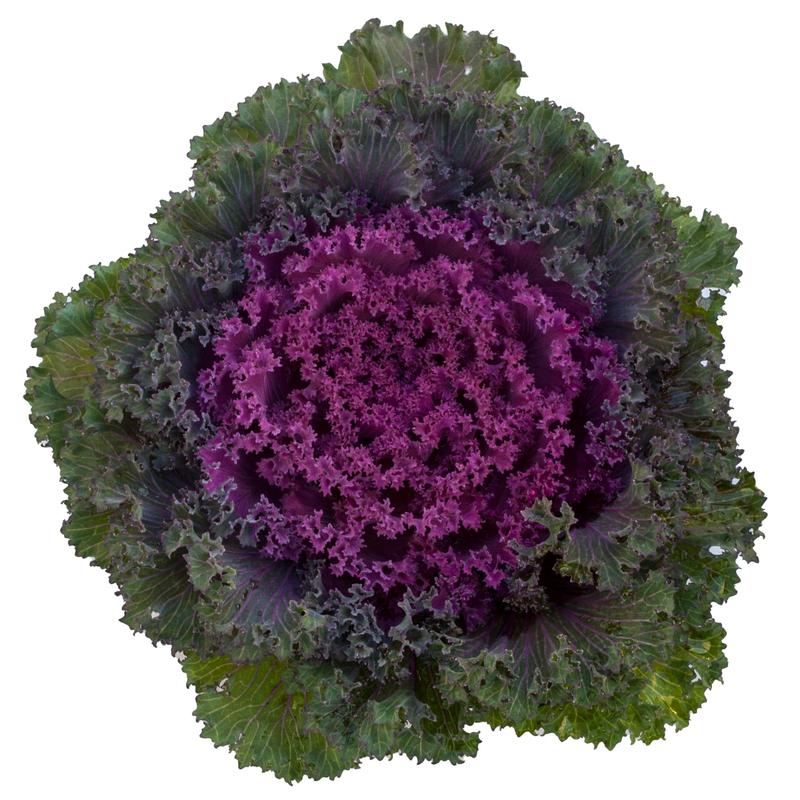 Brassica oleracea Bright and Early 'Red' - Image courtesy of Syngenta Flowers