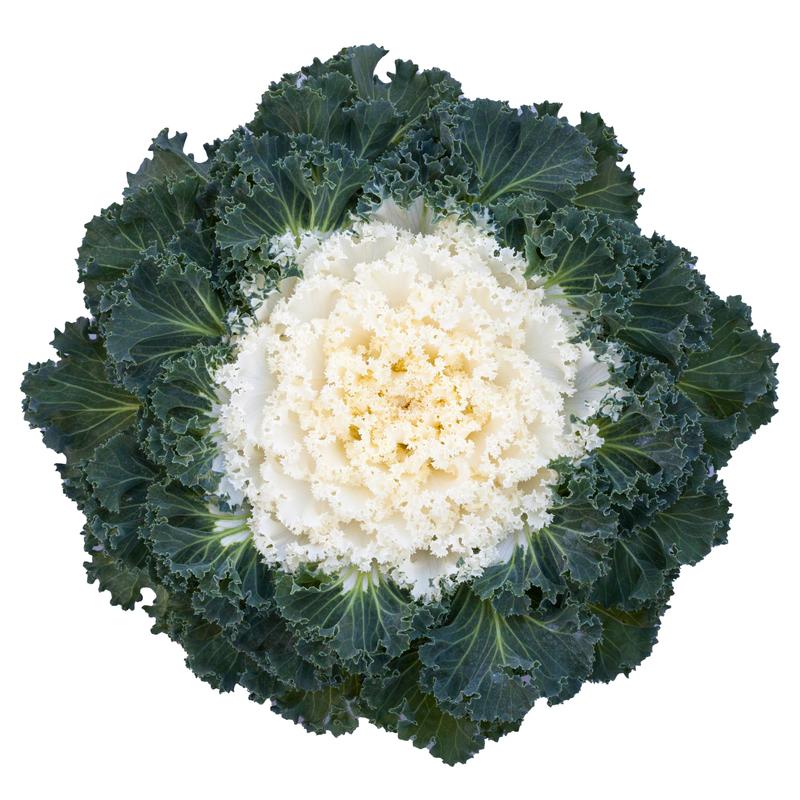 Brassica oleracea Bright and Early 'White' - Image courtesy of Syngenta Flowers