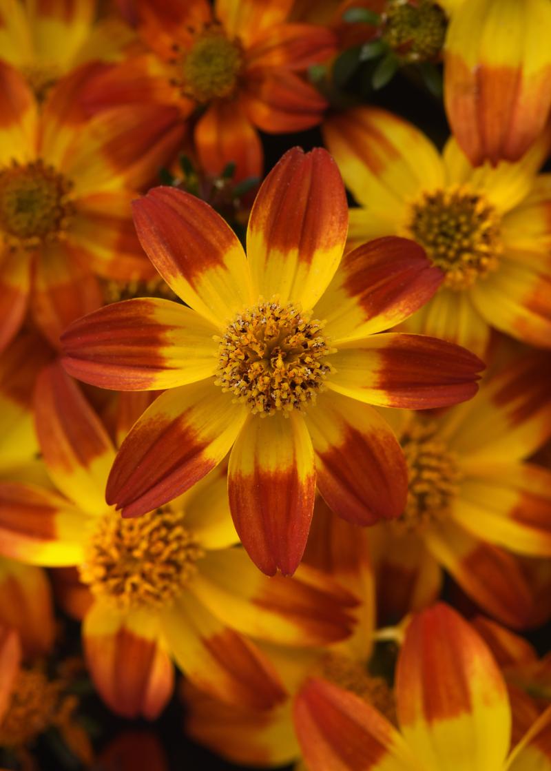 Bidens aurea Bee Alive 'Bee Alive' - Image courtesy of Ball Horticultural Company
