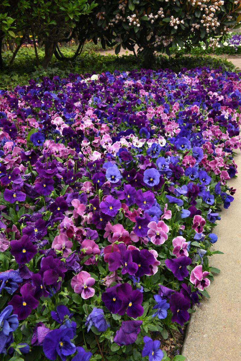 Viola wittrockiana Top Wave 'Elevation' - Image courtesy of Ball Horticultural Company