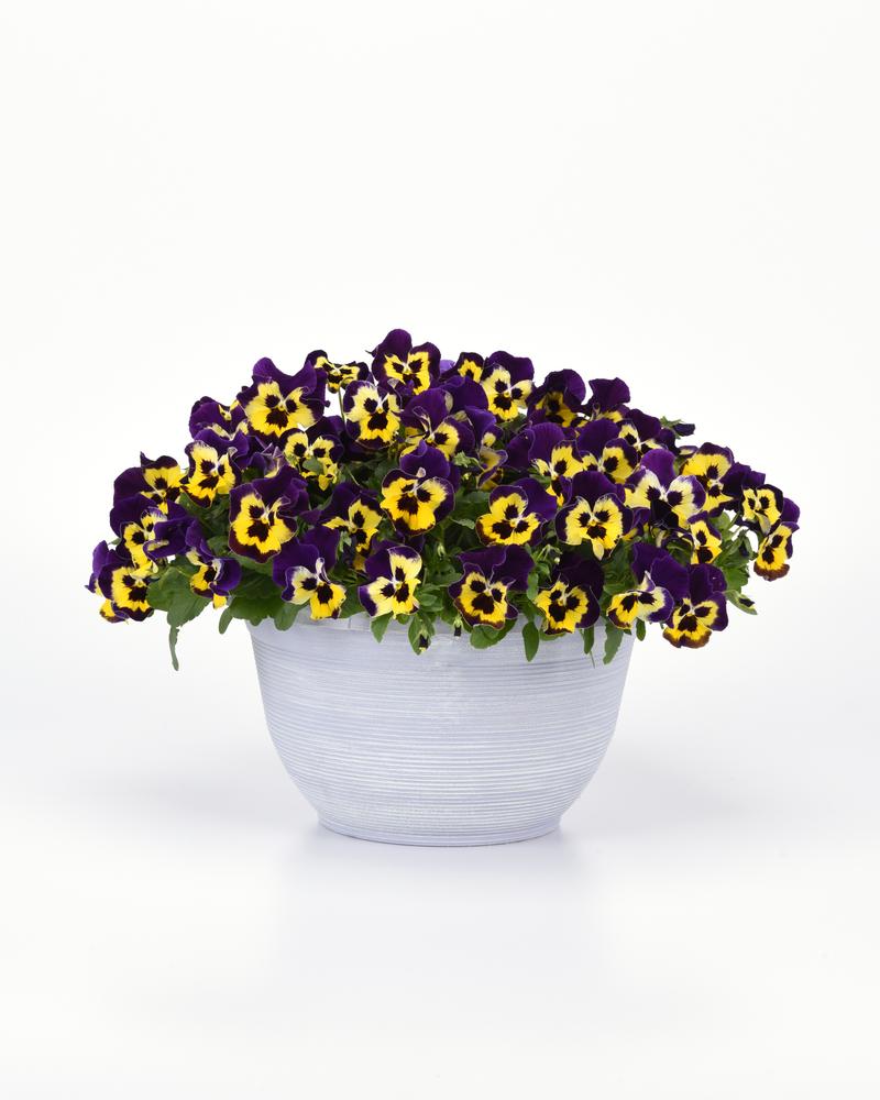 Viola wittrockiana Top Wave 'Purple Sunburst' - Image courtesy of Ball Horticultural Company