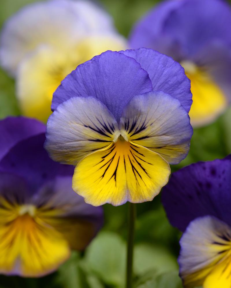 Viola wittrockiana Cool Wave 'Morpho' - Image courtesy of Ball Horticultural Company