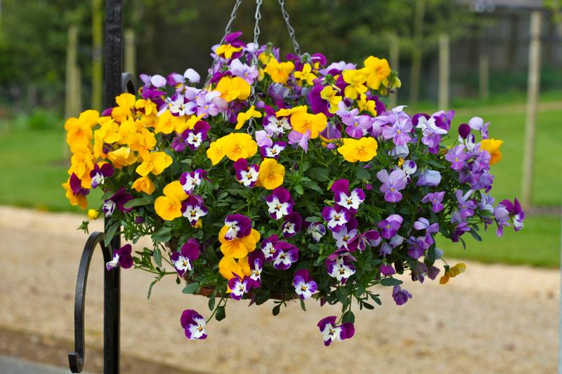 Viola wittrockiana Freefall 'Mix' - Image courtesy of Ball Horticultural Company